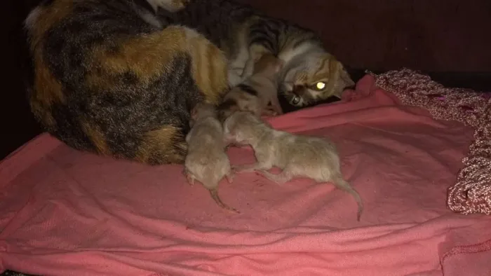 Gato raça Peduro idade 1 ano nome Toquita mia e zuzu