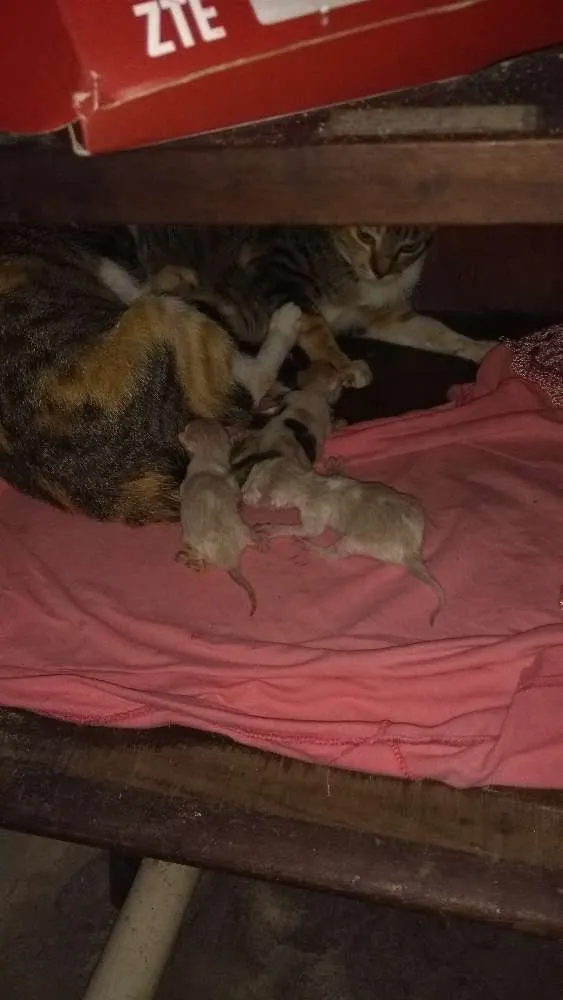 Gato raça Peduro idade 1 ano nome Toquita mia e zuzu