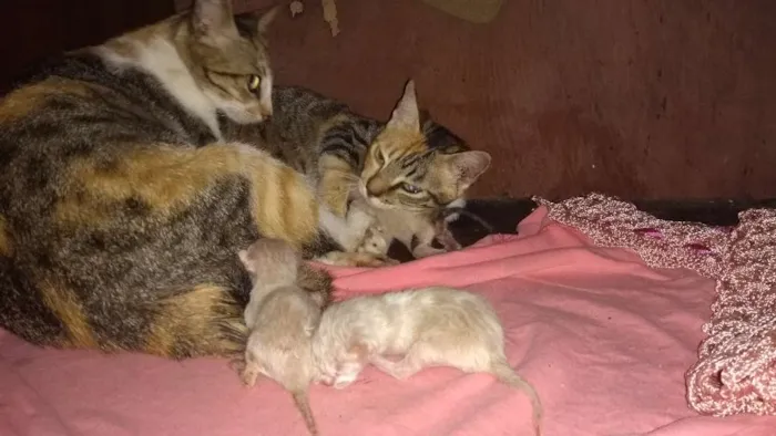 Gato raça Peduro idade 1 ano nome Toquita mia e zuzu