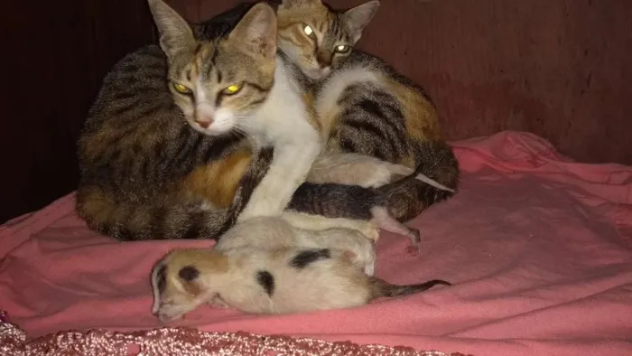 Gato raça Peduro idade 1 ano nome Toquita mia e zuzu