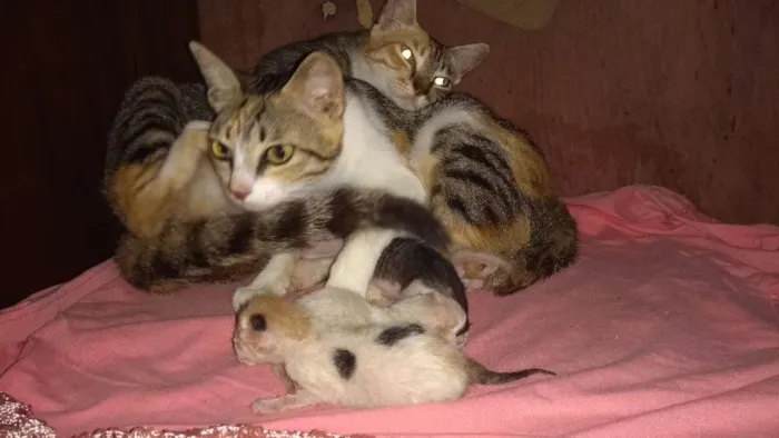 Gato raça Peduro idade 1 ano nome Toquita mia e zuzu