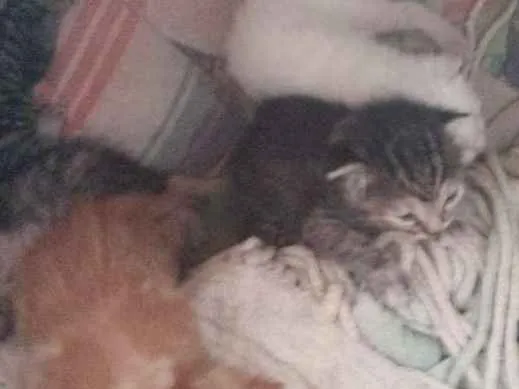 Gato raça  idade 2 a 6 meses nome Lili e lelé