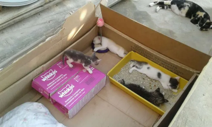 Gato ra a Não definida idade Abaixo de 2 meses nome Gatinhos