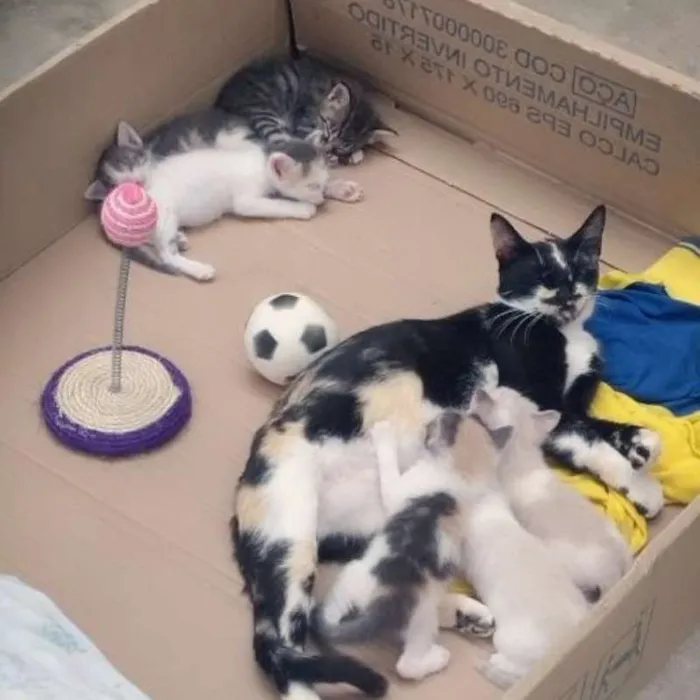 Gato ra a Não definida idade Abaixo de 2 meses nome Gatinhos