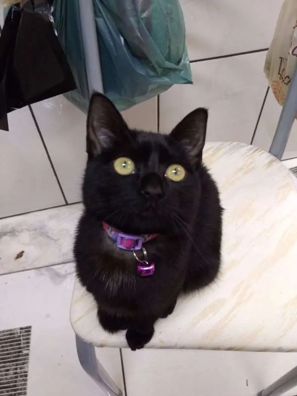 Gato ra a  idade 7 a 11 meses nome Pantera 