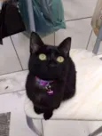 Pantera