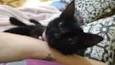 Pantera 