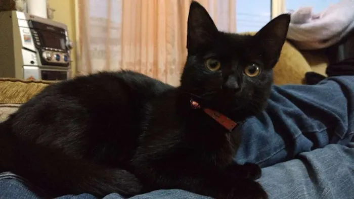 Gato ra a  idade 7 a 11 meses nome Pantera 