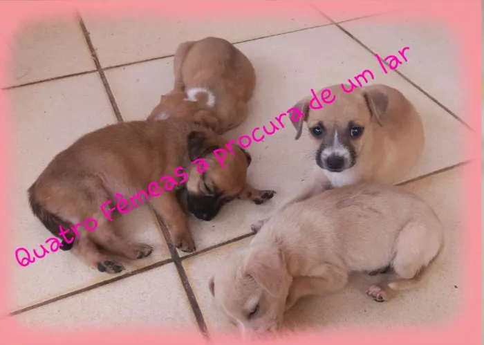 Cachorro ra a Vira lata idade 2 a 6 meses nome Sem nome 