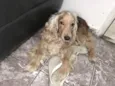 Ralf