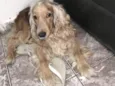 Ralf