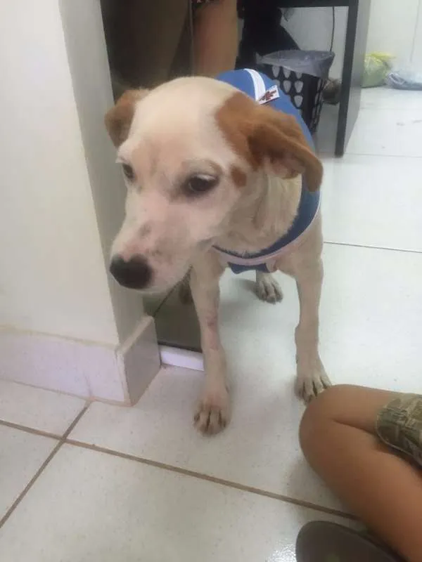 Cachorro ra a srd idade 2 a 6 meses nome Pastel