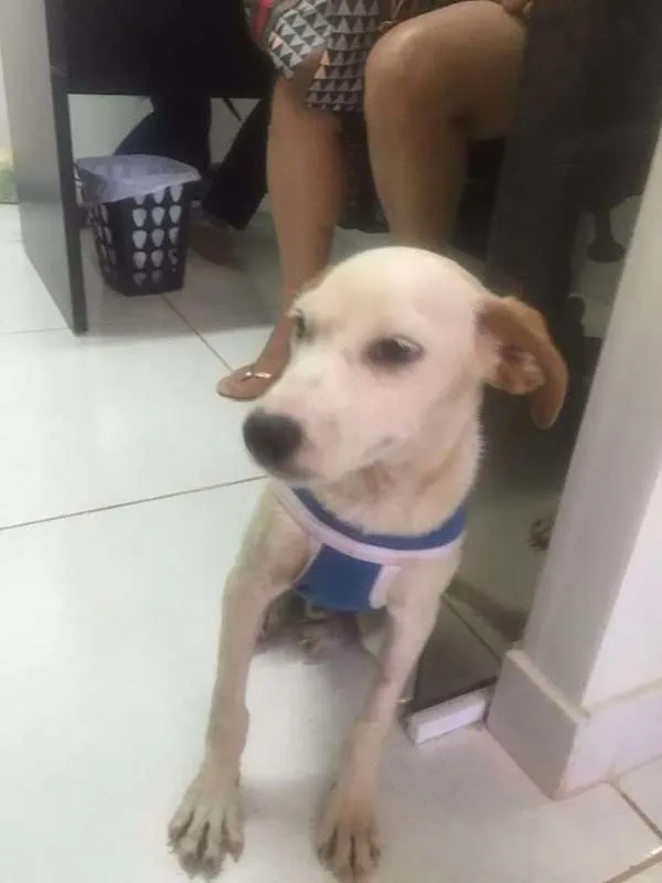 Cachorro ra a srd idade 2 a 6 meses nome Pastel