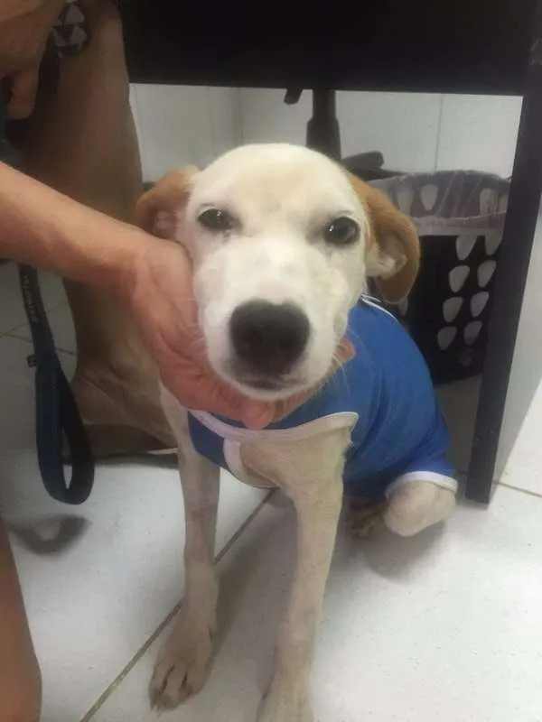 Cachorro ra a srd idade 2 a 6 meses nome Pastel