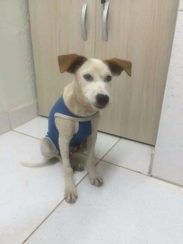 Cachorro ra a srd idade 2 a 6 meses nome Pastel