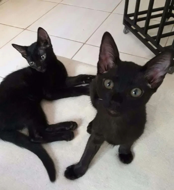 Gato ra a SRD idade 2 a 6 meses nome Liv, Nina, Júnior