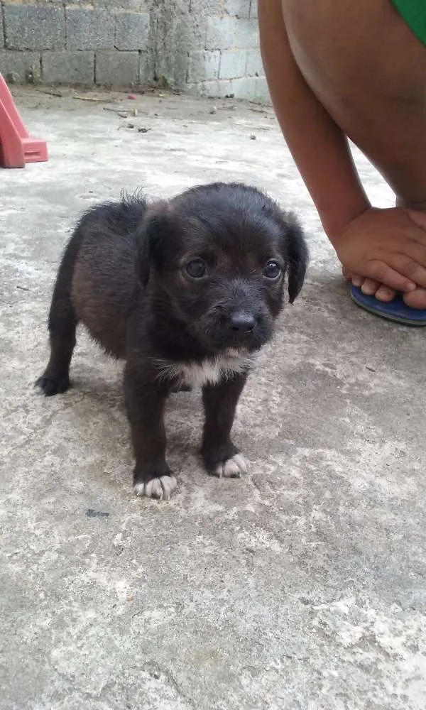 Cachorro ra a SRD idade Abaixo de 2 meses nome À ser dado pelo dono