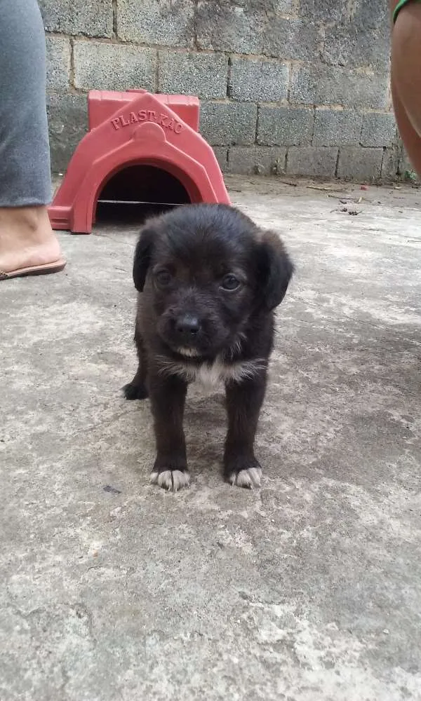 Cachorro ra a SRD idade Abaixo de 2 meses nome À ser dado pelo dono