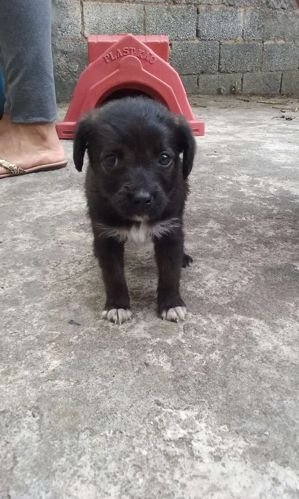 Cachorro ra a SRD idade Abaixo de 2 meses nome À ser dado pelo dono