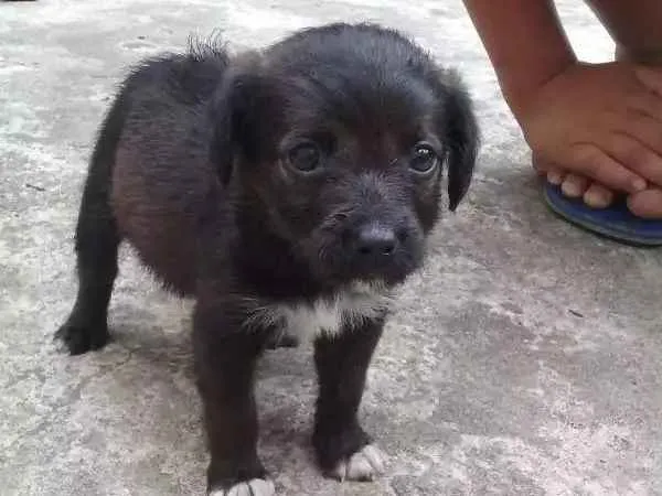 Cachorro ra a SRD idade Abaixo de 2 meses nome À ser dado pelo dono