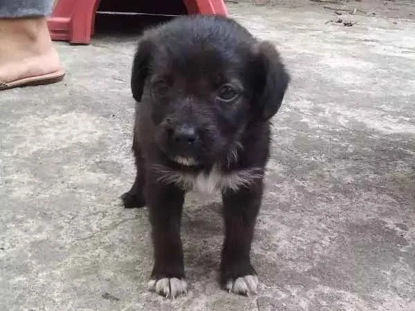 Cachorro ra a SRD idade Abaixo de 2 meses nome À ser dado pelo dono