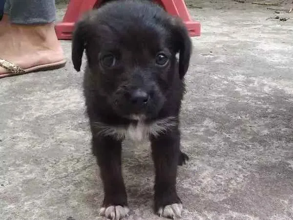 Cachorro ra a SRD idade Abaixo de 2 meses nome À ser dado pelo dono