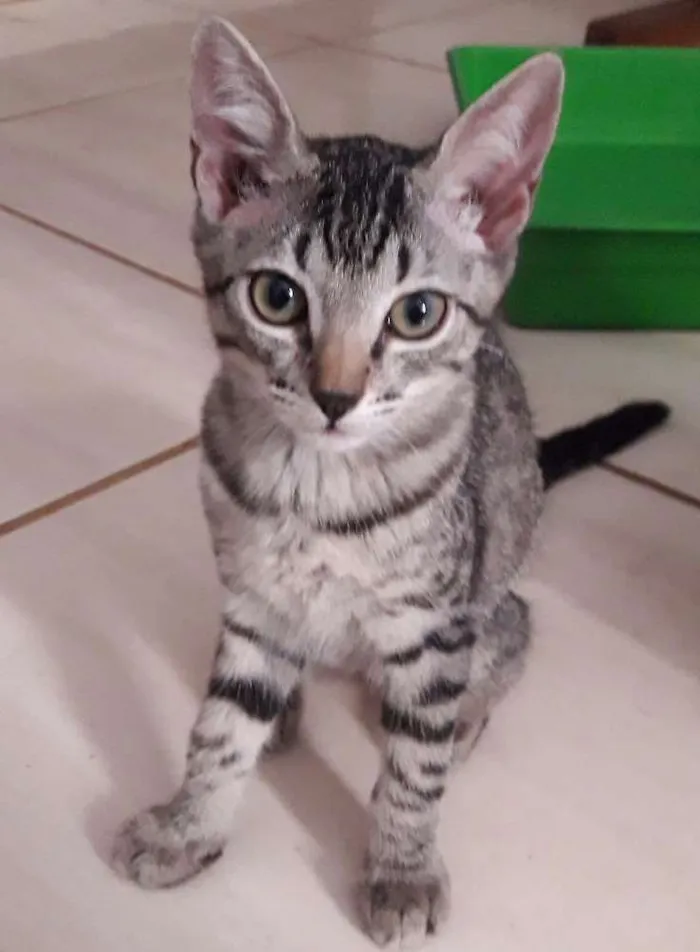 Gato ra a SRD idade 2 a 6 meses nome Liv, Nina, Júnior
