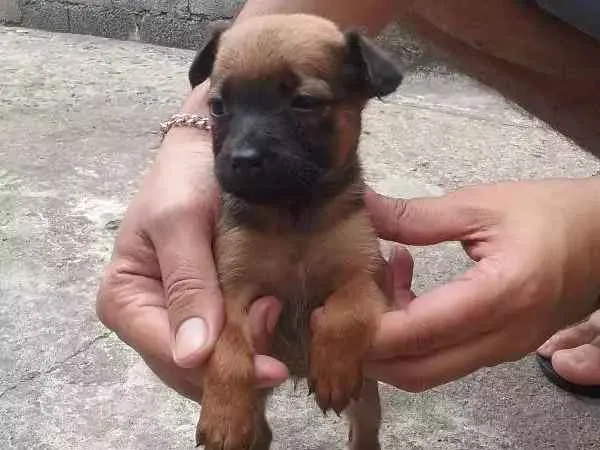 Cachorro ra a SRD idade Abaixo de 2 meses nome À ser dado pelo dono