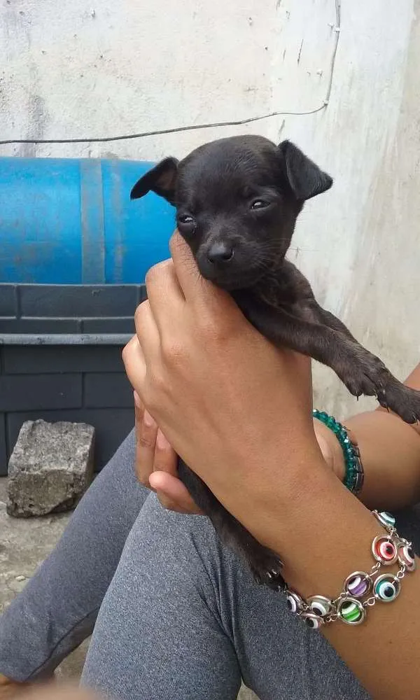 Cachorro ra a SRD idade Abaixo de 2 meses nome À ser dado pelo dono