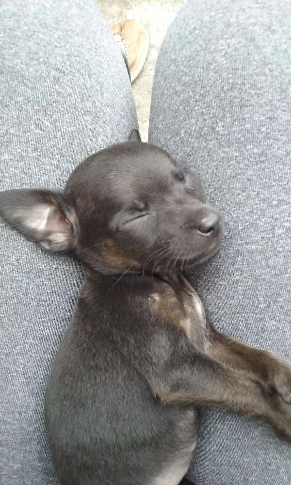 Cachorro ra a SRD idade Abaixo de 2 meses nome À ser dado pelo dono