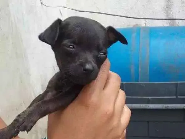 Cachorro ra a SRD idade Abaixo de 2 meses nome À ser dado pelo dono