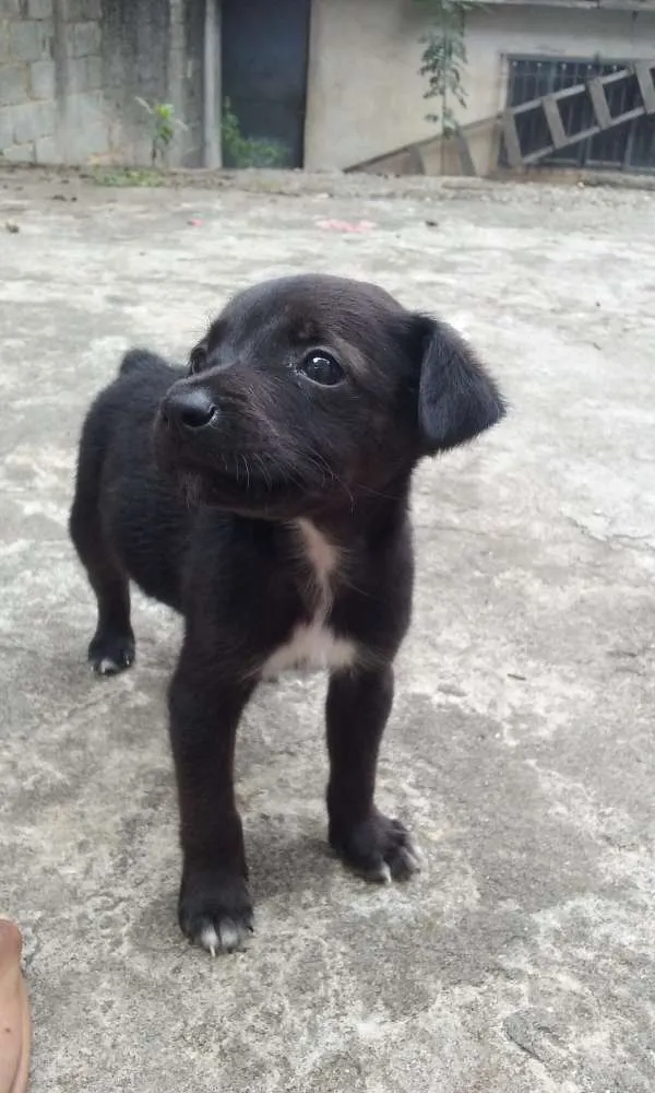 Cachorro ra a SRD idade Abaixo de 2 meses nome À ser dado pelo dono