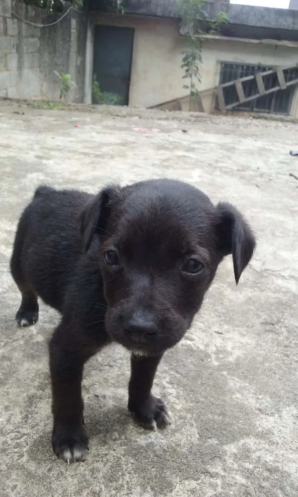 Cachorro ra a SRD idade Abaixo de 2 meses nome À ser dado pelo dono