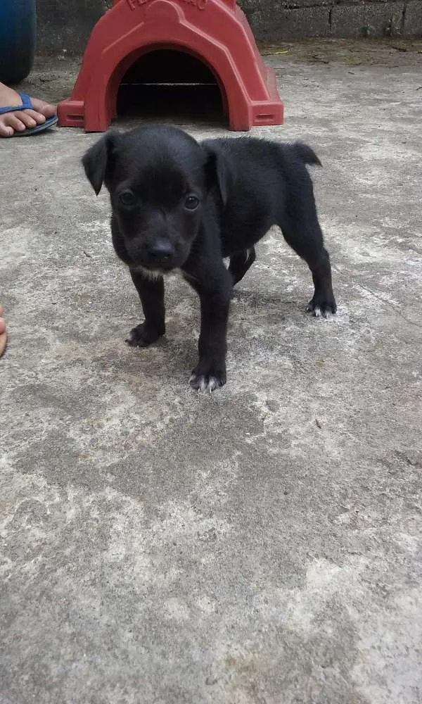 Cachorro ra a SRD idade Abaixo de 2 meses nome À ser dado pelo dono