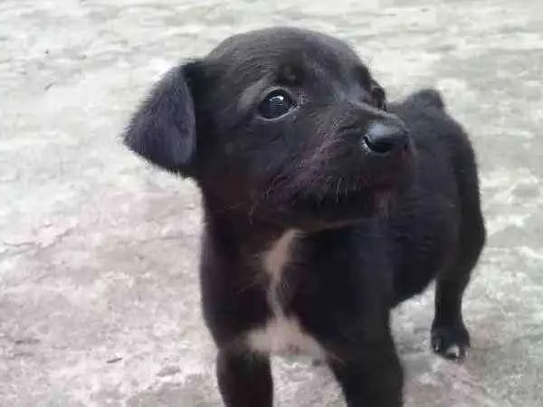Cachorro ra a SRD idade Abaixo de 2 meses nome À ser dado pelo dono