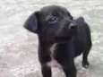 À ser dado pelo dono