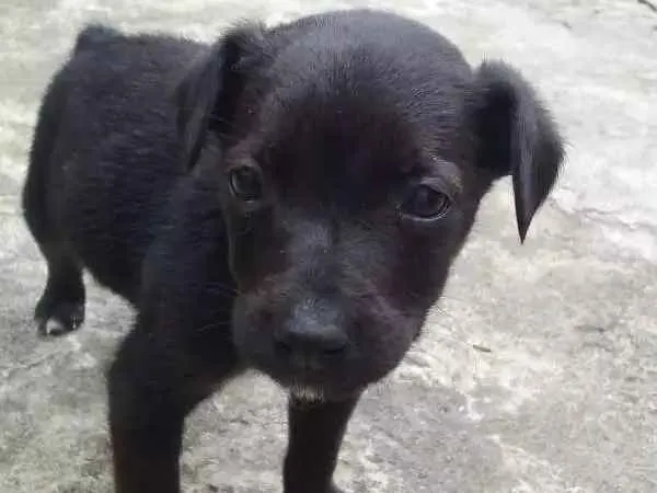 Cachorro ra a SRD idade Abaixo de 2 meses nome À ser dado pelo dono