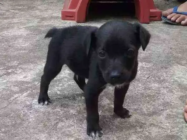 Cachorro ra a SRD idade Abaixo de 2 meses nome À ser dado pelo dono