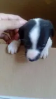 Lili