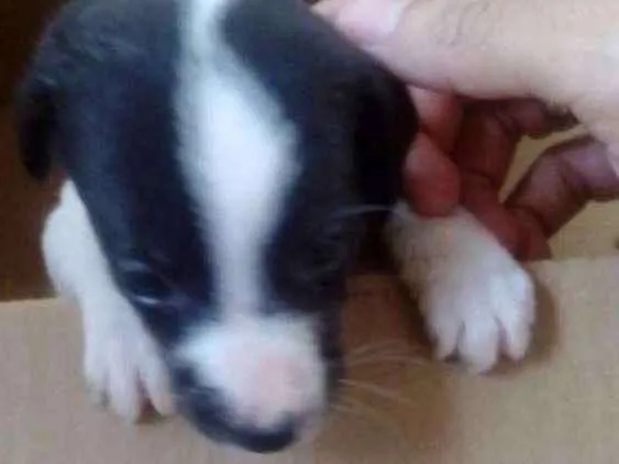 Cachorro ra a Pit Bull idade Abaixo de 2 meses nome Lili