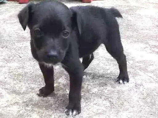 Cachorro ra a SRD idade Abaixo de 2 meses nome À ser dado pelo dono