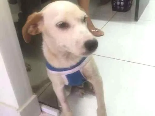 Cachorro ra a srd idade 2 a 6 meses nome Pastel