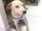 Cachorro raça srd idade 2 a 6 meses nome Pastel