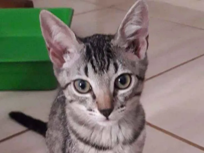 Gato ra a SRD idade 2 a 6 meses nome Liv, Nina, Júnior