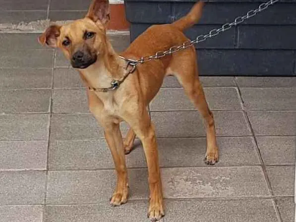 Cachorro ra a Sem raça definida idade 7 a 11 meses nome Sem nome