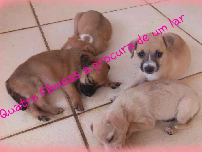 Cachorro ra a Vira lata idade 2 a 6 meses nome Sem nome 