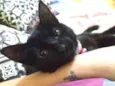 Pantera 