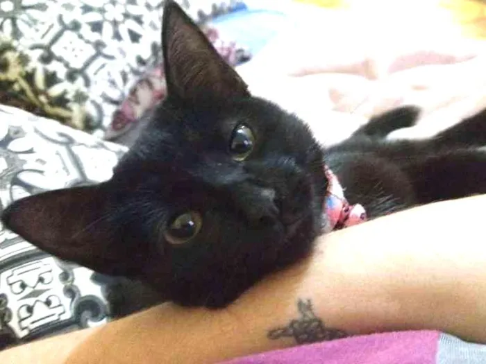 Gato ra a  idade 7 a 11 meses nome Pantera 