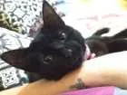 Gato raça  idade 7 a 11 meses nome Pantera 