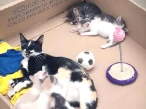 Gato raça Não definida idade Abaixo de 2 meses nome Gatinhos